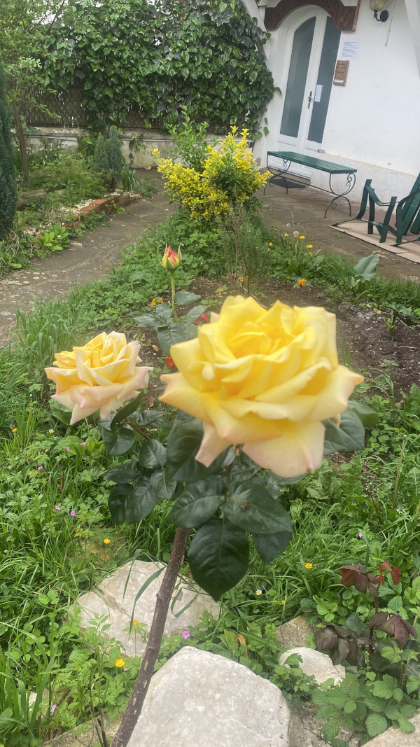 rosiers du jardin Etxe Arrosa