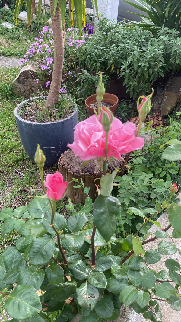 rosiers du jardin Etxe Arrosa