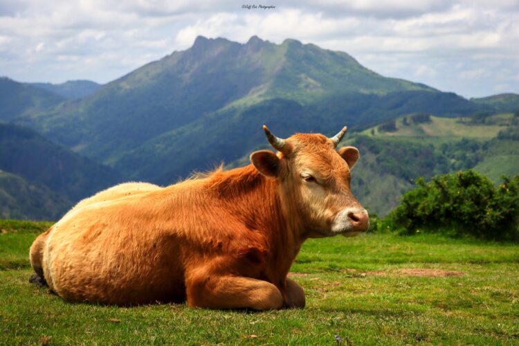 les 3 couronnes-pays basque