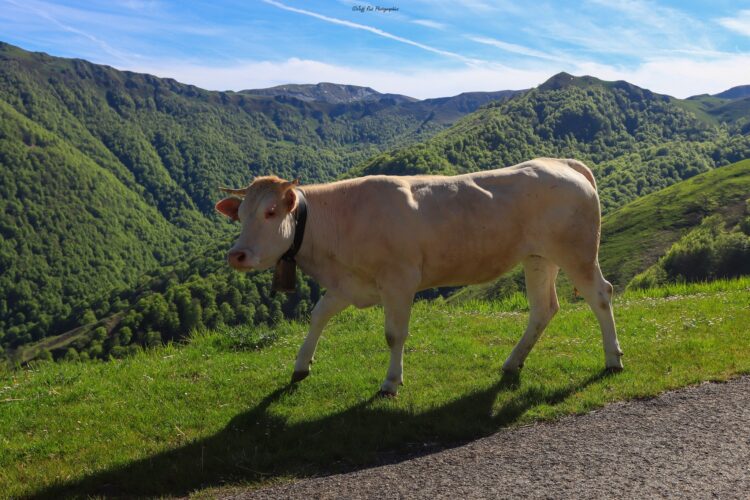 pic d'orhy-vache