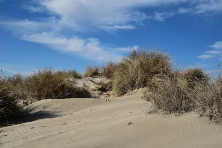 Dune et plantes - Que faire au Pays Basque