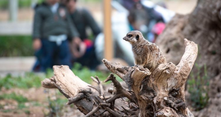 Sendaviva-parc-animalier-suricate