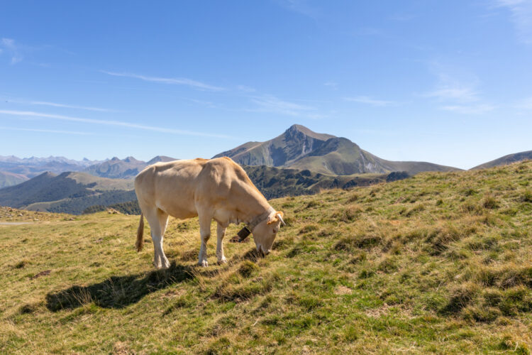 Herriko-viande-bovine