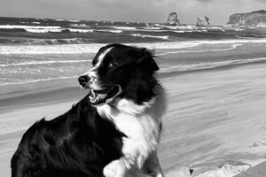 promener-son-chien-pays-basque-richard-calderon