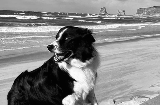 promener-son-chien-pays-basque-richard-calderon