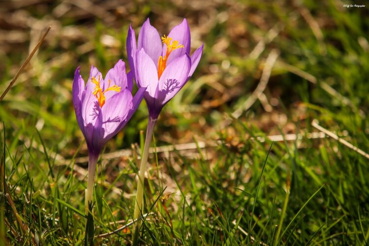 crocus-jeff ruiz