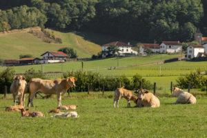 herriko-reportage-elevage-carolephotographe