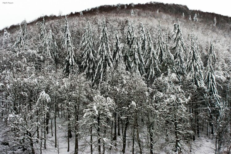 foret d'Iraty neige-Jeff ruiz