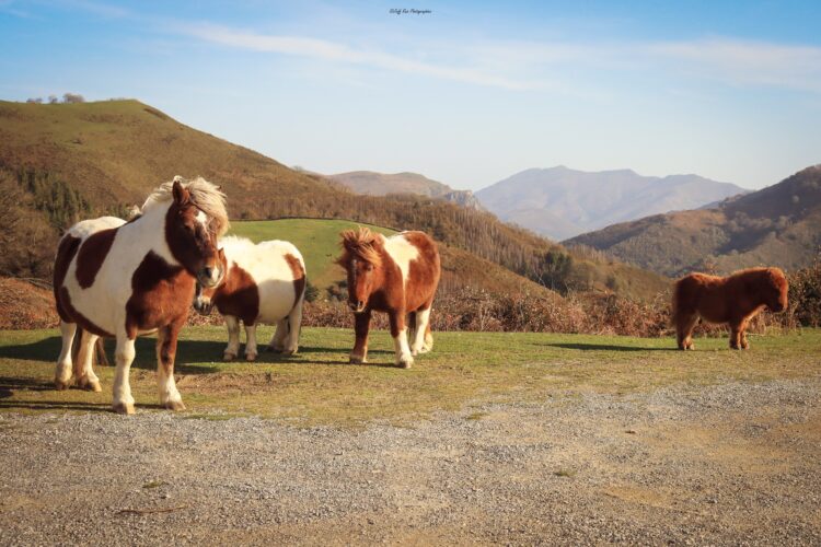 gorra2-randonnée Pays Basque