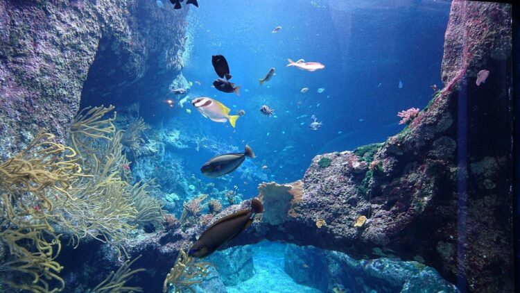 Aquarium de Biarritz - Que faire au Pays Basque