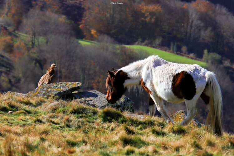 pottok et vautour-jeff ruiz